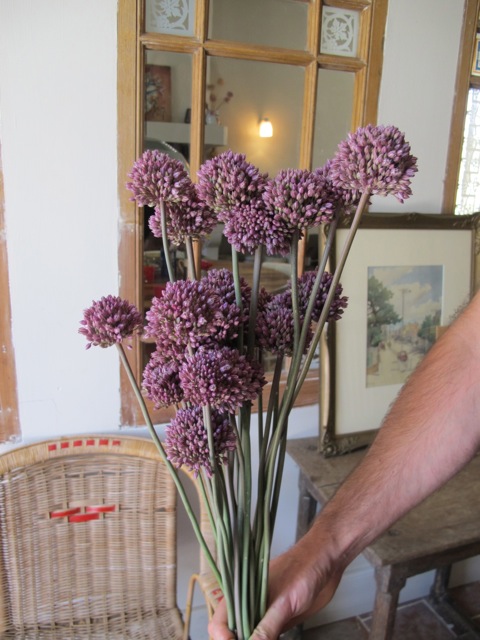 wild leek flowers - allium ampeloprasum