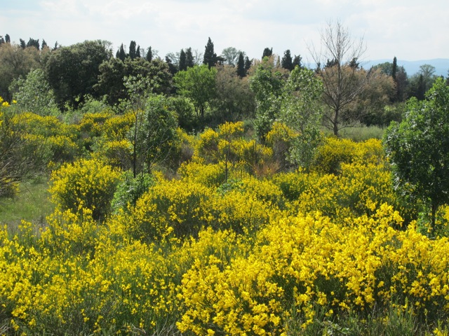 genet is one of my favourite smells in Spring