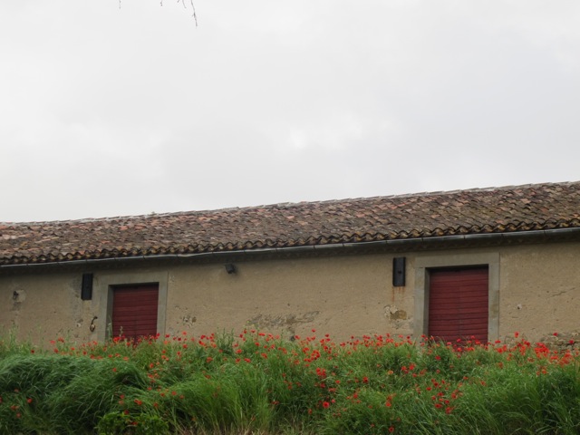 poppies in front of a wine cellar