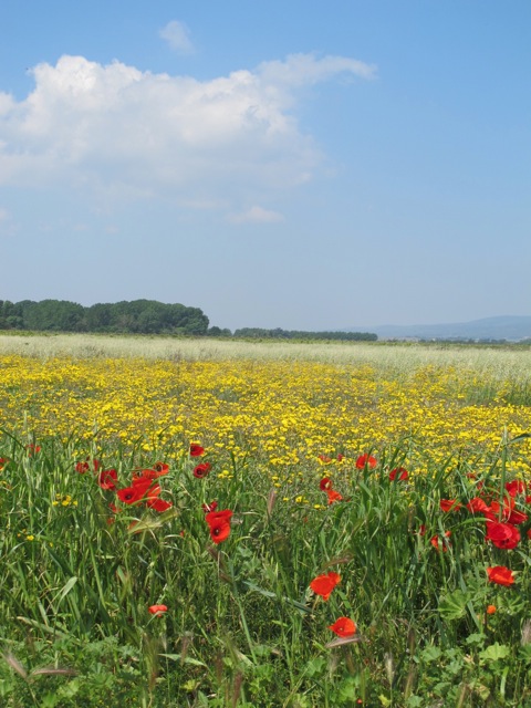 poppies and sky