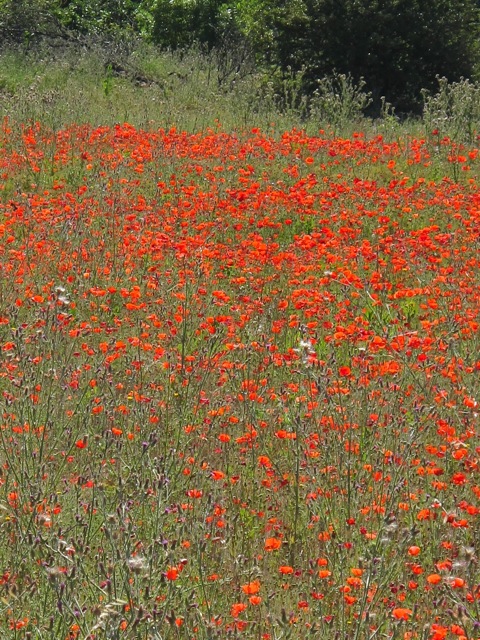 poppies in the Minervois