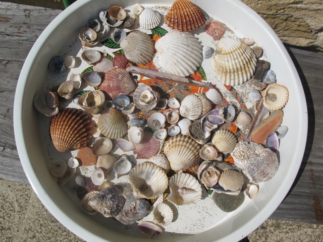 shells from La Clape