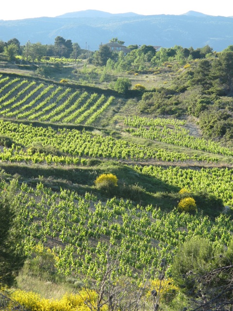 vineyard 'burst' in the Minervois