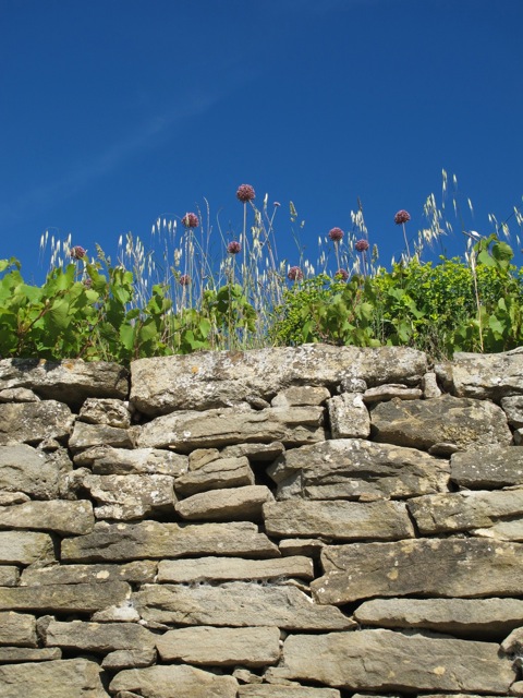 wild leek and wall my husband's favourite flowers!