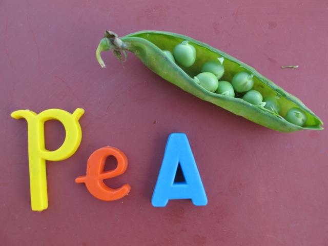 pea