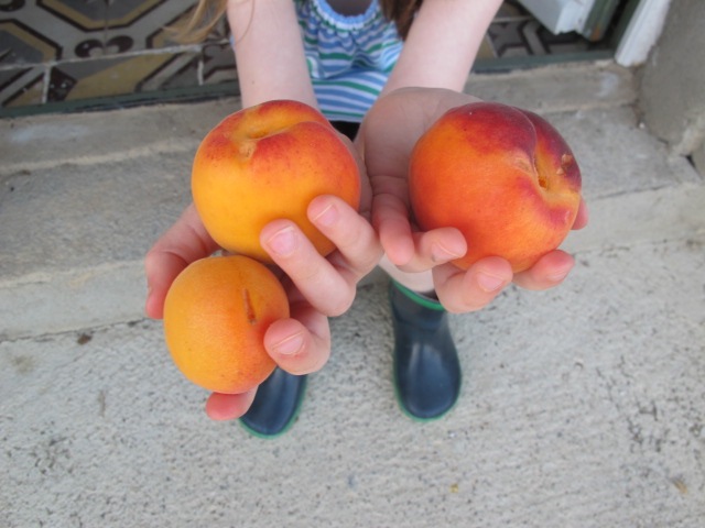 our first apricots