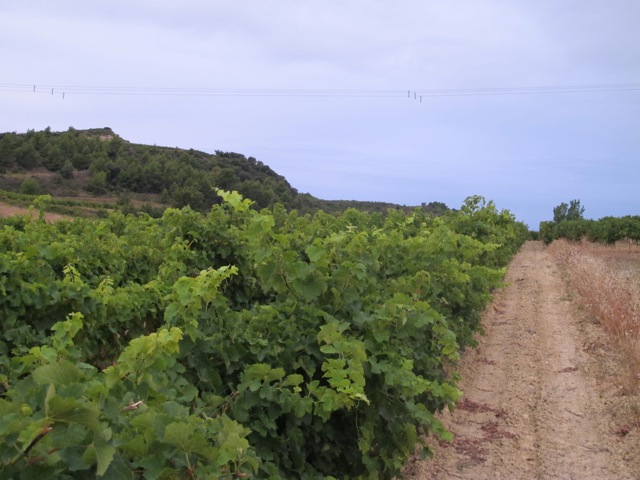 a healthy row a healthy, happy row