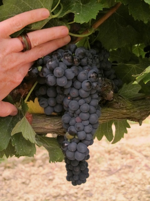 grapes this morning 2 grapes this morning 2