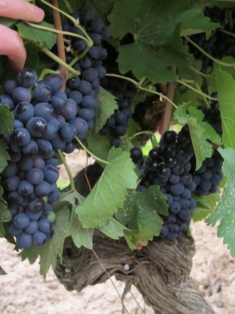 grapes this morning 4 grapes this morning 4