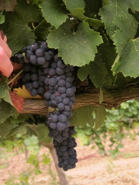 grapes this morning grapes this morning