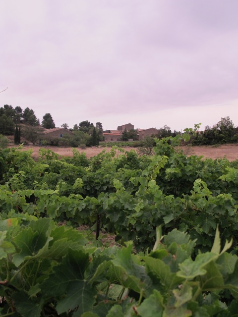 Minervois in the morning