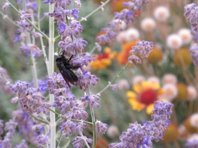 this morning in the flowers this morning in the flowers
