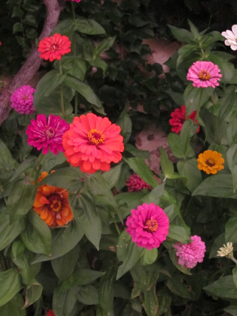 zinnias this morning our zinnias this morning