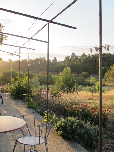 our garden this morning