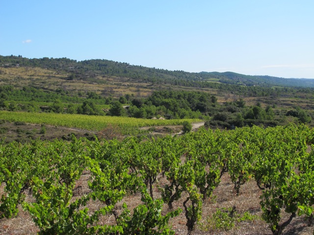 happy vines in the region