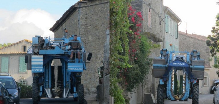 storming the vllage for grapes!