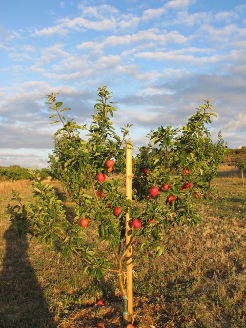 our apple tree