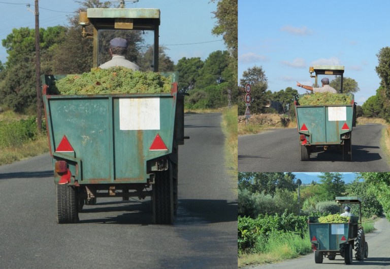 off to the cave with the white grapes