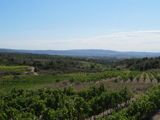 happy vines in the Minervois