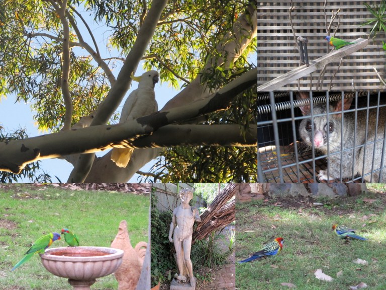 out in the backyard out in the backyard