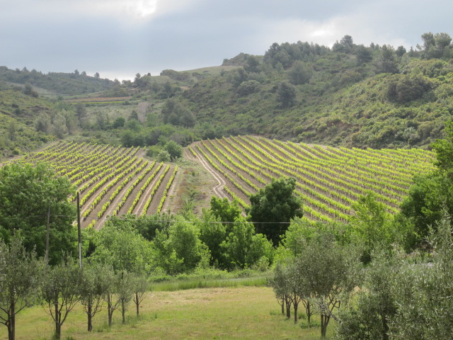 vineyards across from our house