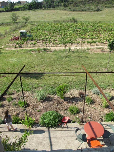 lilas watching the tractor today