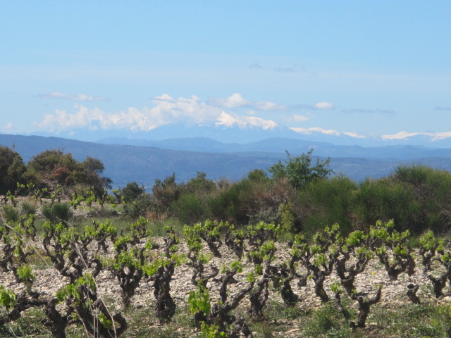 vines with Pyrenees in background