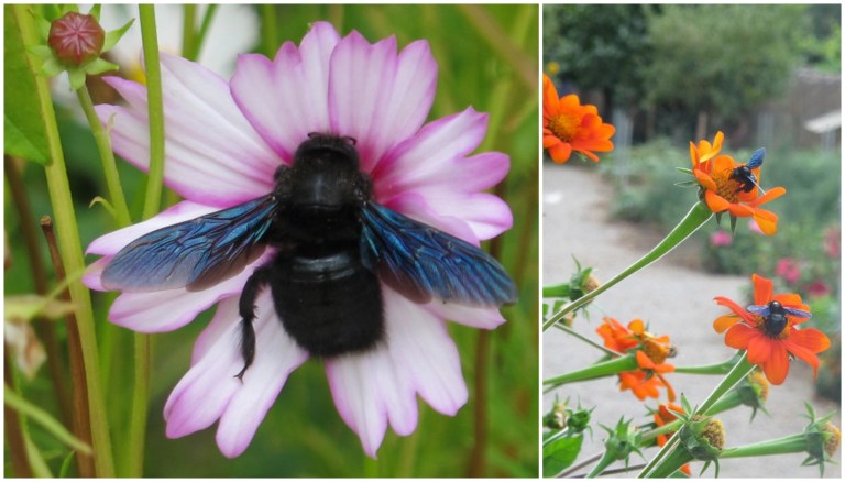 European Carpenter Bees