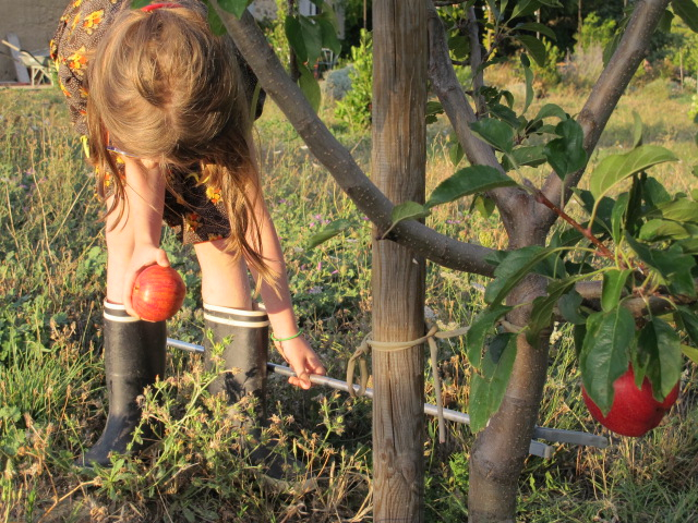 picking an apple for school