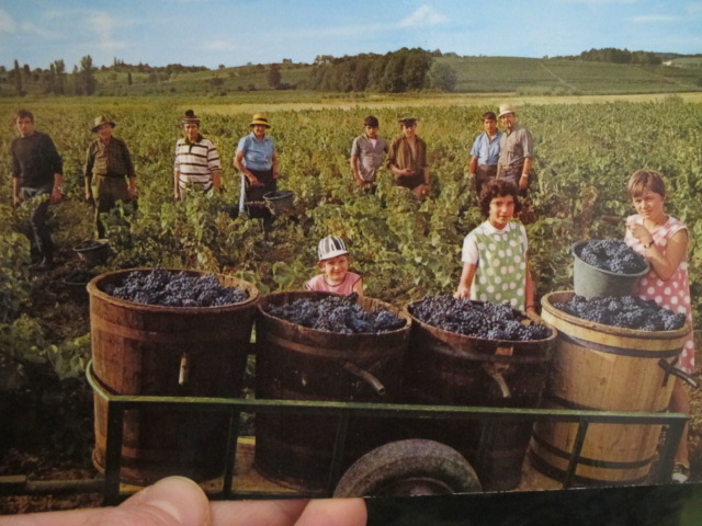VENDANGES EN LANGUEDOC, Societe des Cartes Postales APA-POUX, ALBI - 'AS DE COUER'