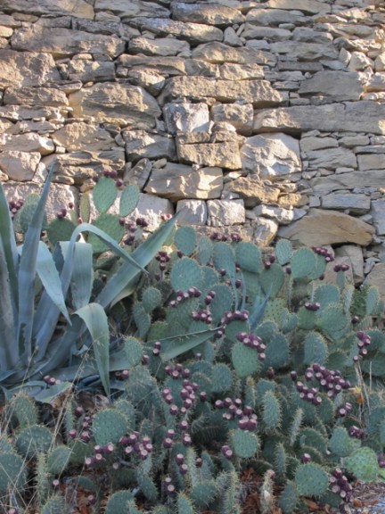 cactus in La Liviniere