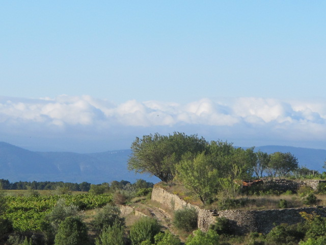 trees on the morning walk