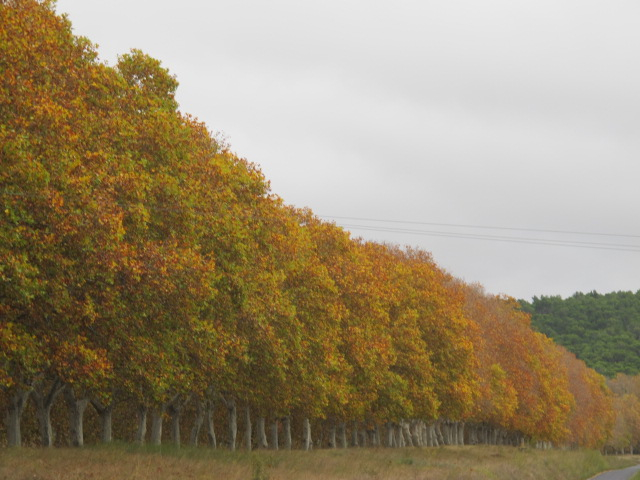Autumn plane trees
