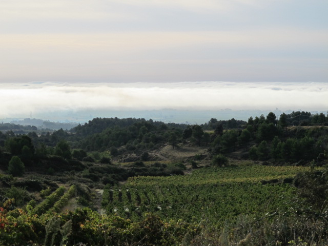 calamiac harvest time