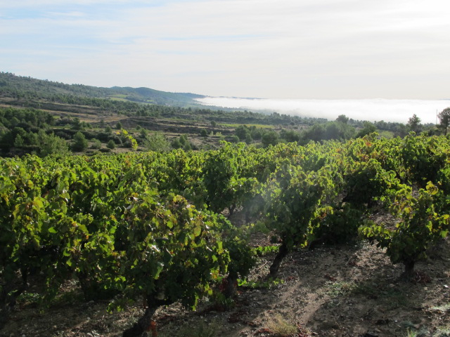 early morning calamiac