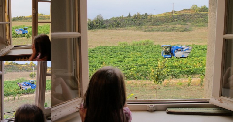 lilas watching the harvester