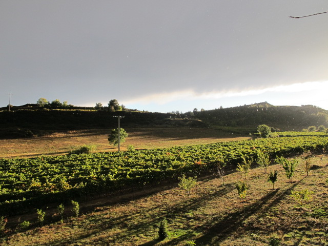 sun over our vines