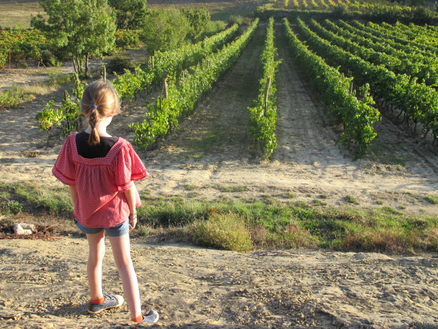 vineyards in Calamiac