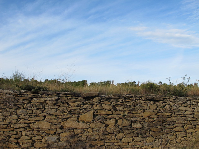 dry stone wall and vines
