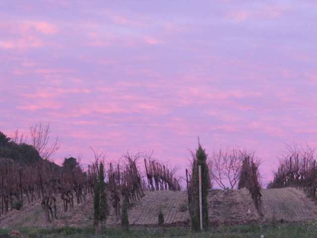 pink over the vines at the back