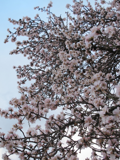 the first blossom seen in our village this year