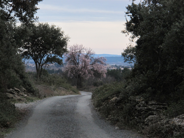 our morning walk - blossom in the distance
