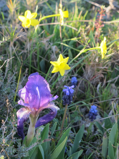wild irises in our hamlet