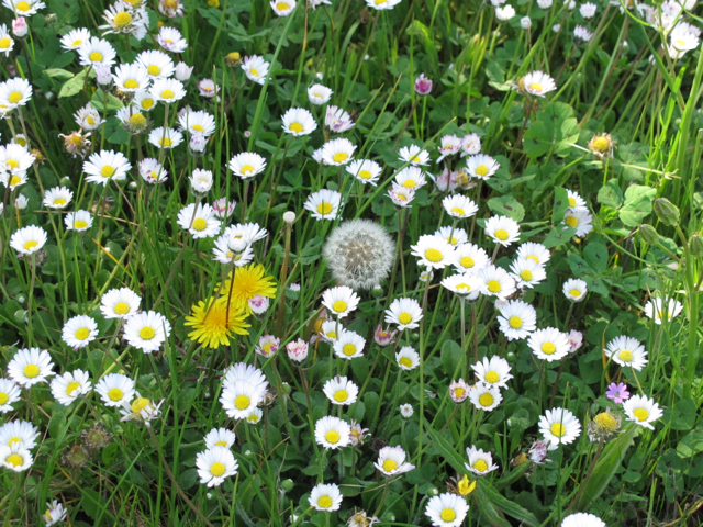 paquerettes and dandlieons 2013