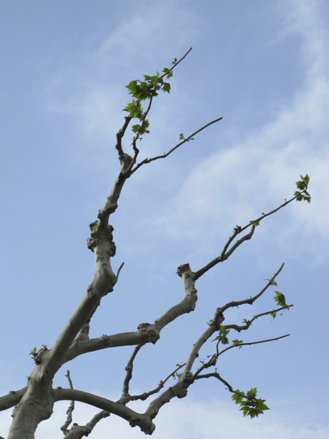 the plane (plataine) trees are budding