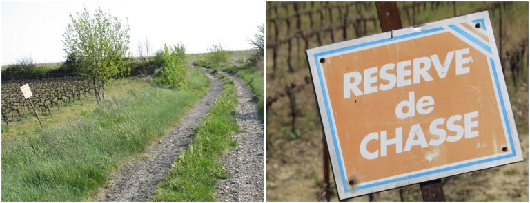 a tranquil walking path