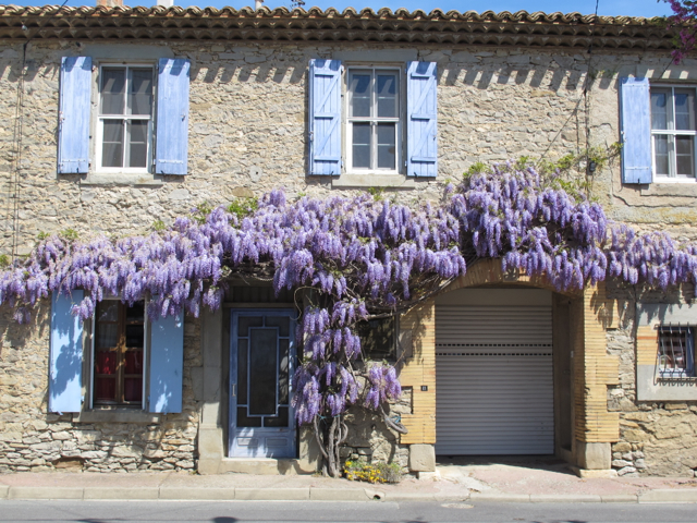 wisteria 2013