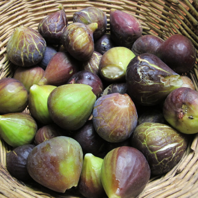 some home-picked figs