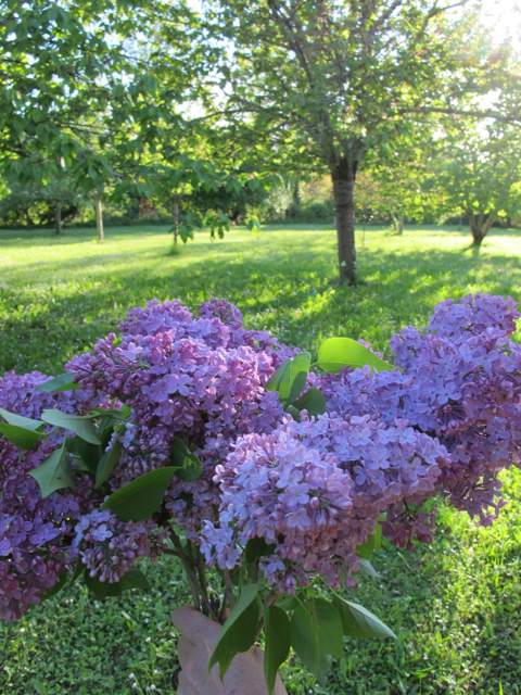 some hand-picked lilas