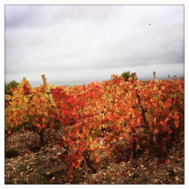 Autumn vines, La Liviniere